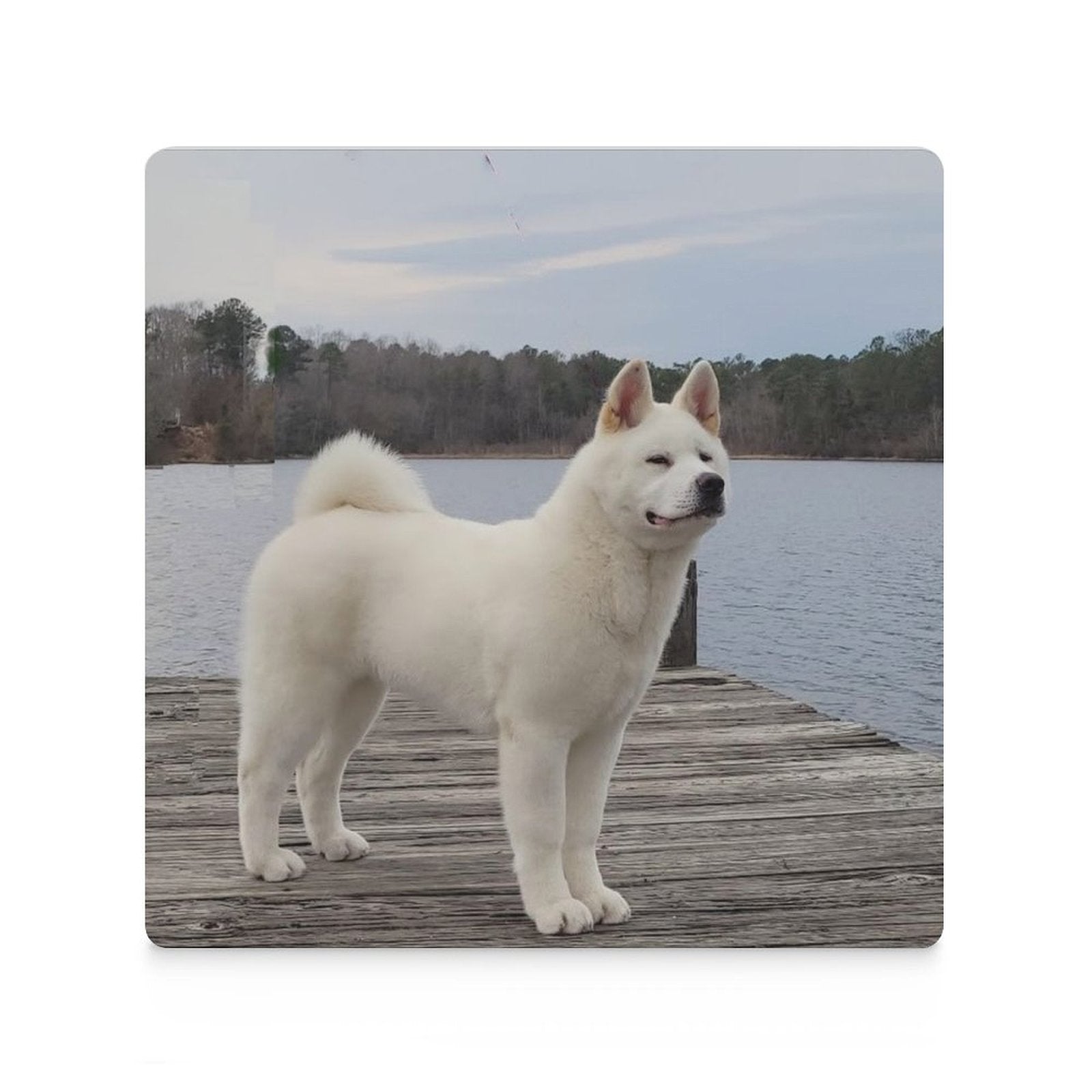 Custom Ceramic Coasters (Square) - WagALotBowWow